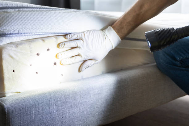 Flea Control Services in West Park, NJ
